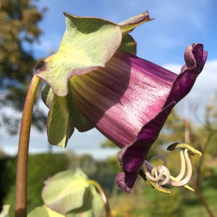 The Cup and Saucer Vine