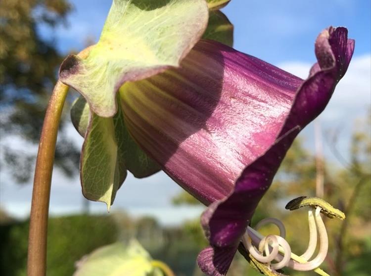 The cup and saucer vine - Cobaea scandens - which is native to tropical America is still in full flower.
