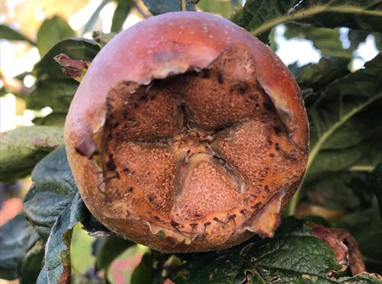 Our Medlar is a small garden tree that bares brown edible fruits with a unique shape, although they're not to everyone's taste.