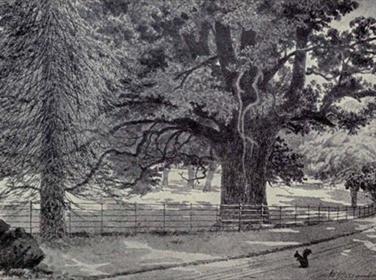 Walking up the drive to Farringford and catching sight of the huge old cedar reminded me of a poem Tennyson wrote for