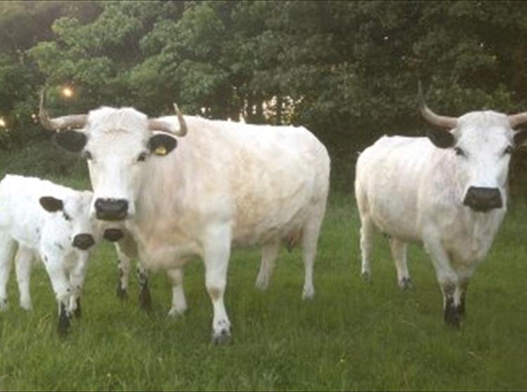 Rare Breed White Park Cattle at Farringford,Three of our beautiful White Park cattle gave birth to bull cal