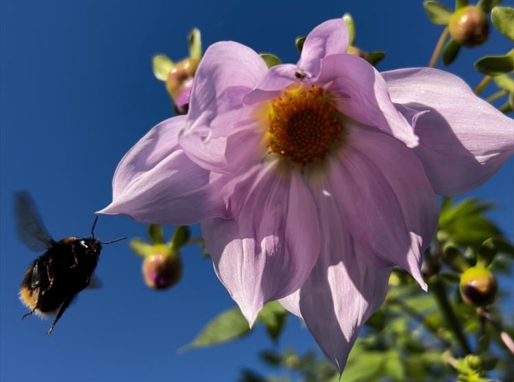 The Gardening Year at Farringford - 2024