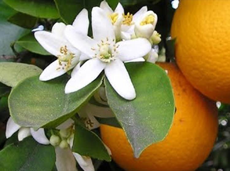 Tennyson, Orange Blossoms and Marriage