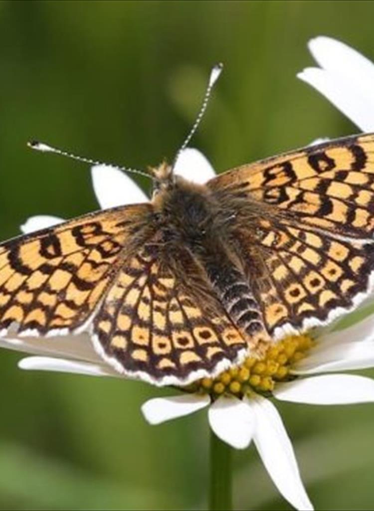 Fratillary butterfly